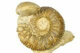 Jurassic Ammonites (Stephanoceras & Normannites) & Brachiopod - France #367904-1